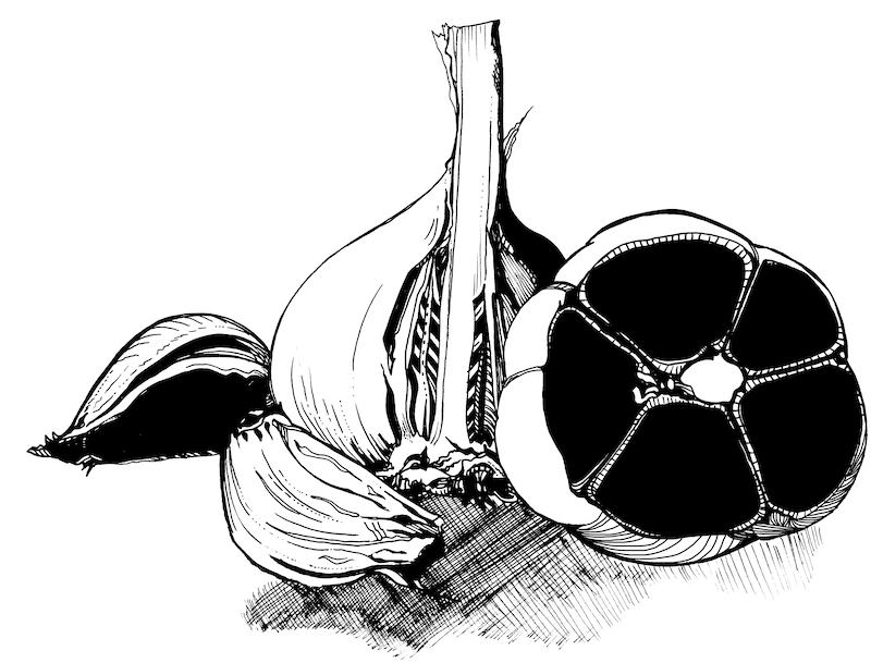 A garlic clove cut open to show
    that the cloves inside are uniform black.