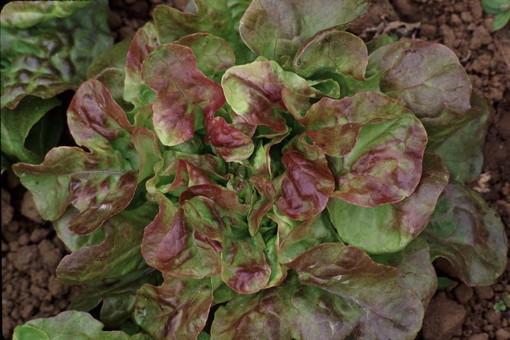 freedoms image - blushed butter oaks lettuce