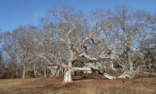 trees old trees image