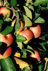 trees orchard - top image