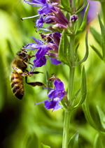 trees pollination - bottom image