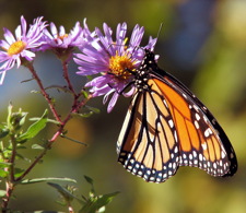 trees pollination - top image